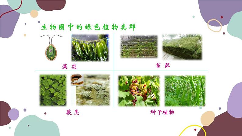人教版生物七年级上册 3.1.1藻类、苔藓和蕨类植物优化课件第2页