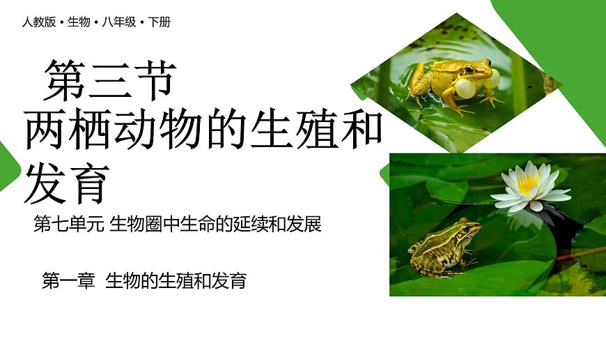 【核心素養(yǎng)】人教版初中八年級(jí)下冊(cè)7.1.3《兩棲動(dòng)物的生殖和發(fā)育》課件第1頁(yè)