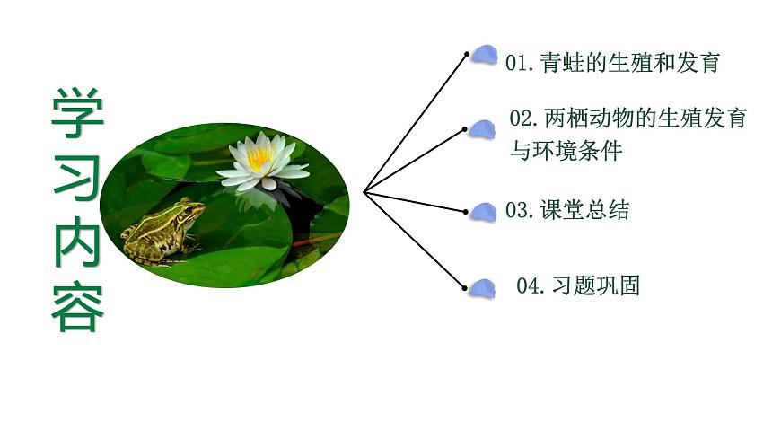 【核心素養(yǎng)】人教版初中八年級(jí)下冊(cè)7.1.3《兩棲動(dòng)物的生殖和發(fā)育》課件第3頁(yè)