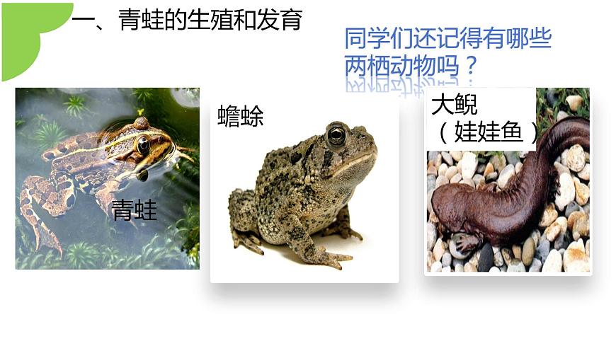 【核心素養(yǎng)】人教版初中八年級(jí)下冊(cè)7.1.3《兩棲動(dòng)物的生殖和發(fā)育》課件第4頁(yè)