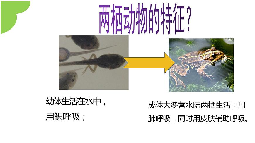【核心素養(yǎng)】人教版初中八年級(jí)下冊(cè)7.1.3《兩棲動(dòng)物的生殖和發(fā)育》課件第5頁(yè)