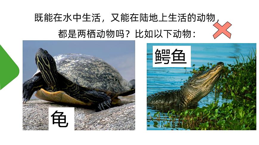 【核心素養(yǎng)】人教版初中八年級(jí)下冊(cè)7.1.3《兩棲動(dòng)物的生殖和發(fā)育》課件第6頁(yè)