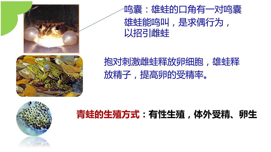 【核心素養(yǎng)】人教版初中八年級(jí)下冊(cè)7.1.3《兩棲動(dòng)物的生殖和發(fā)育》課件第8頁(yè)