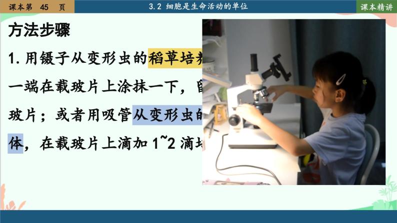 北师大版生物七年级上册 3.2 细胞是生命活动的单位课件05