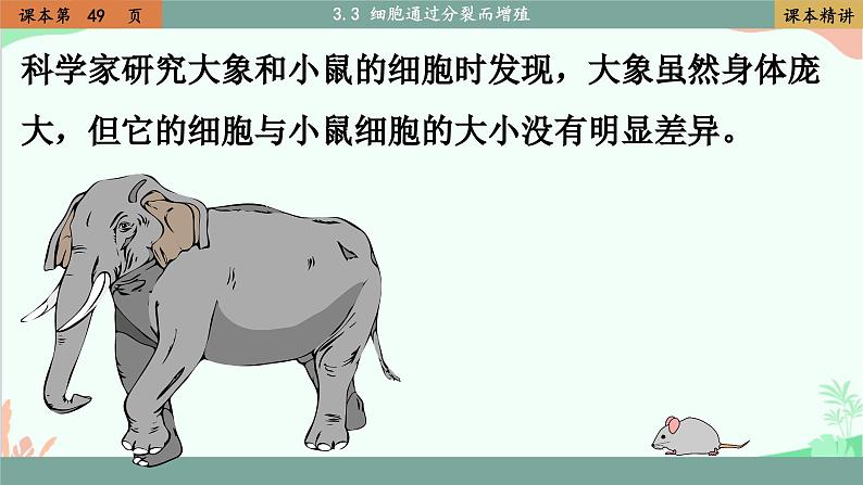 北师大版生物七年级上册 3.3 细胞通过分裂而增殖课件02