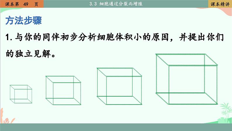 北师大版生物七年级上册 3.3 细胞通过分裂而增殖课件06