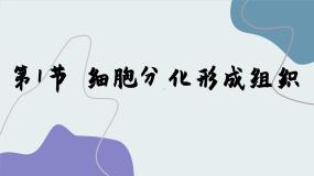 北师大版七年级上册第1节 细胞分化形成组织说课课件ppt