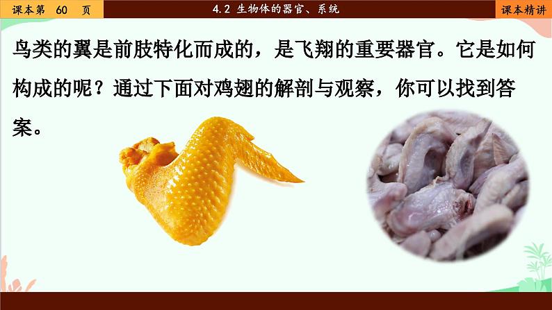 北师大版生物七年级上册 4.2 生物体的器官、系统课件第4页