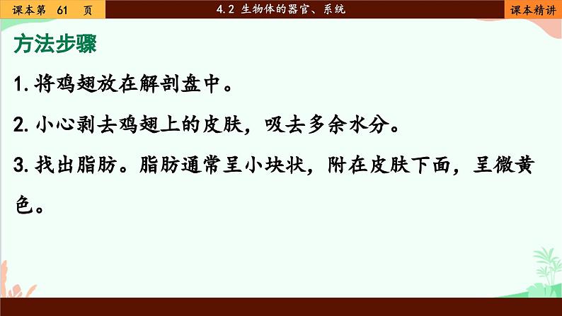 北师大版生物七年级上册 4.2 生物体的器官、系统课件第6页