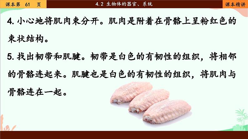 北师大版生物七年级上册 4.2 生物体的器官、系统课件第7页