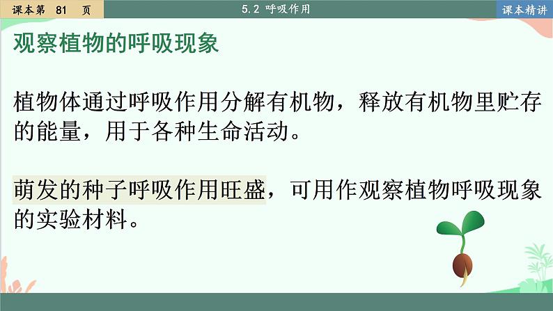 北师大版生物七年级上册 5.2 呼吸作用 课件第3页