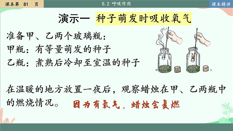 北师大版生物七年级上册 5.2 呼吸作用 课件第4页