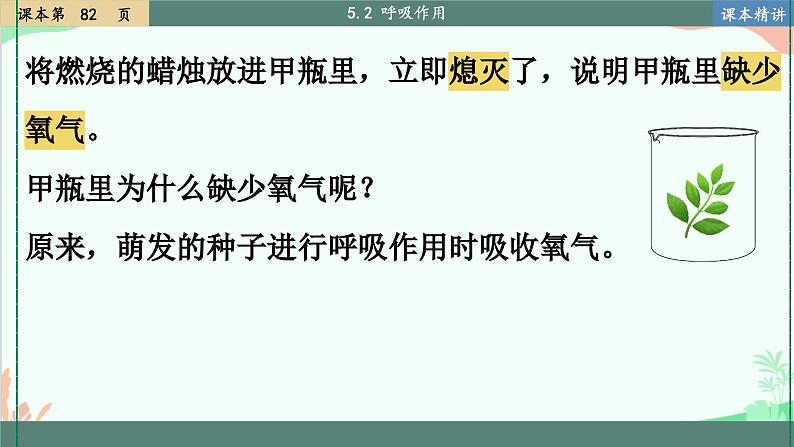 北师大版生物七年级上册 5.2 呼吸作用 课件第7页