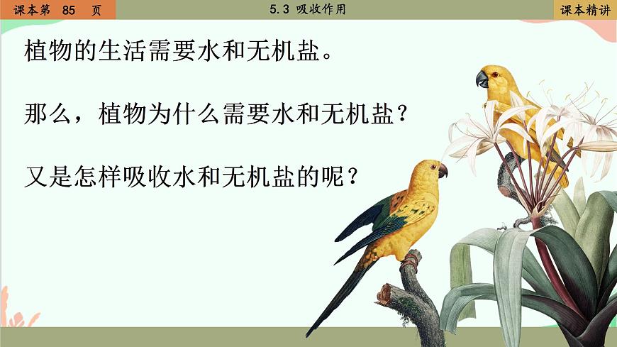 北師大版生物七年級上冊 5.3 吸收作用課件第3頁