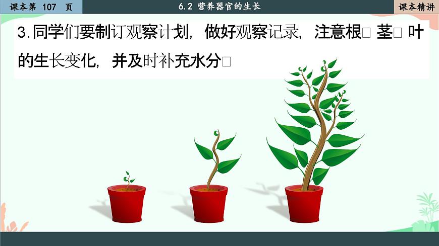 北師大版生物七年級(jí)上冊(cè) 6.2 營(yíng)養(yǎng)器官的生長(zhǎng)課件第4頁(yè)