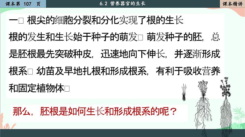 北师大版生物七年级上册 6.2 营养器官的生长课件第5页