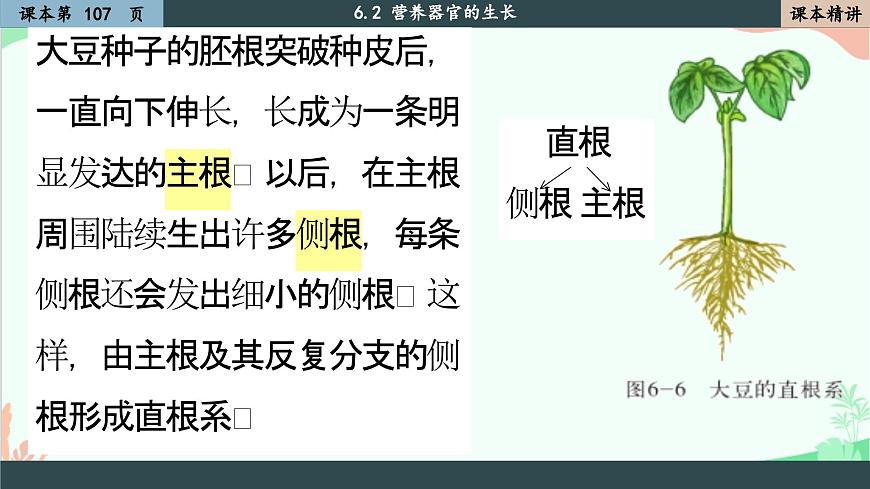 北師大版生物七年級(jí)上冊(cè) 6.2 營(yíng)養(yǎng)器官的生長(zhǎng)課件第6頁(yè)