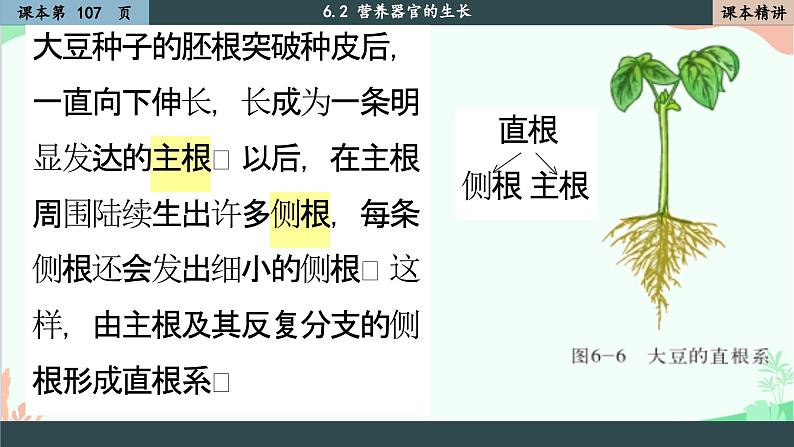 北师大版生物七年级上册 6.2 营养器官的生长课件第6页