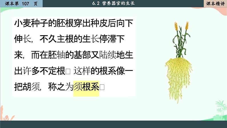 北师大版生物七年级上册 6.2 营养器官的生长课件第7页