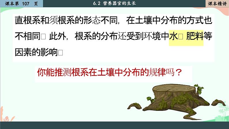 北师大版生物七年级上册 6.2 营养器官的生长课件第8页