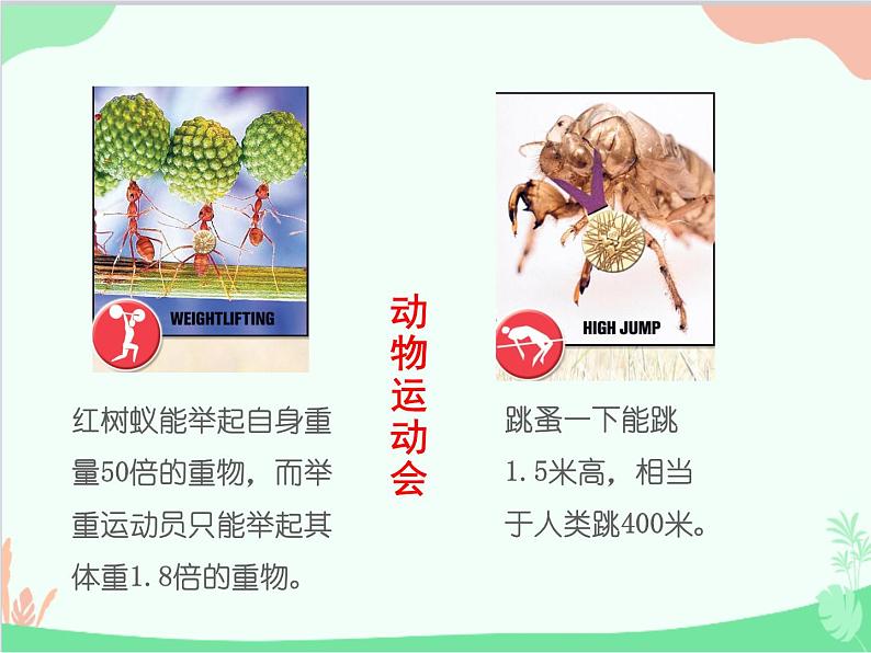 人教版生物八年级上册 5.2.1动物的运动课件第2页