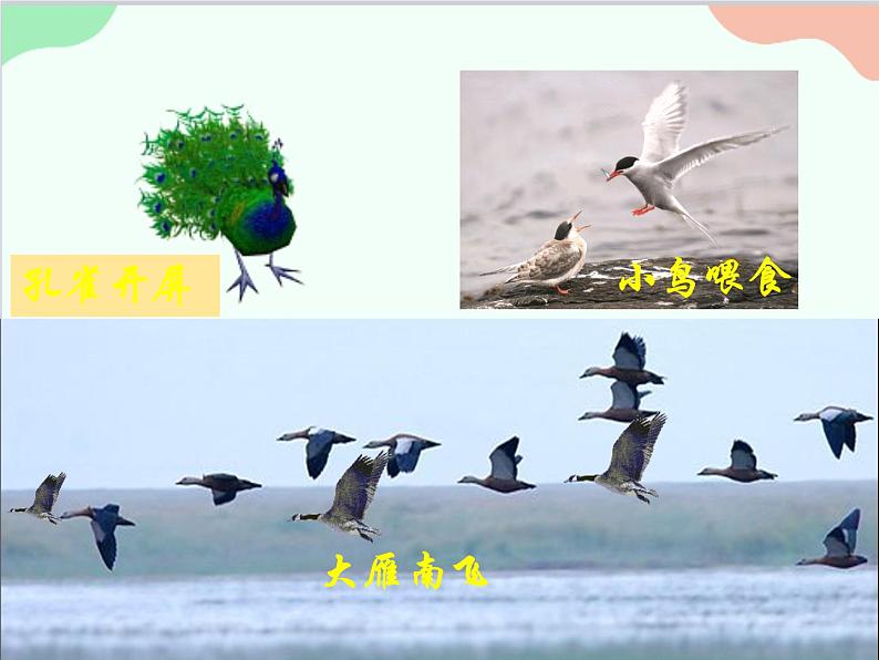 人教版生物八年级上册 5.2.1动物的运动课件第4页