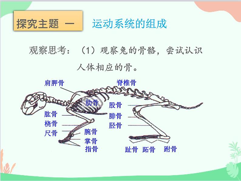 人教版生物八年级上册 5.2.1动物的运动课件第6页