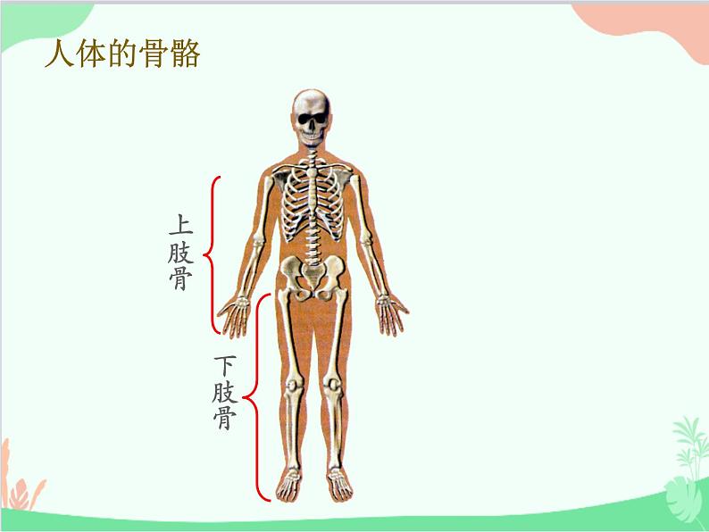 人教版生物八年级上册 5.2.1动物的运动课件第7页