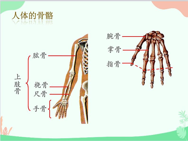 人教版生物八年级上册 5.2.1动物的运动课件第8页