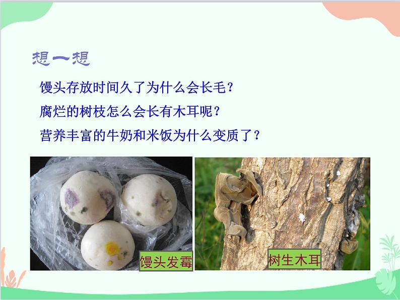 人教版生物八年级上册 5.4.1 细菌和真菌的分布课件第2页