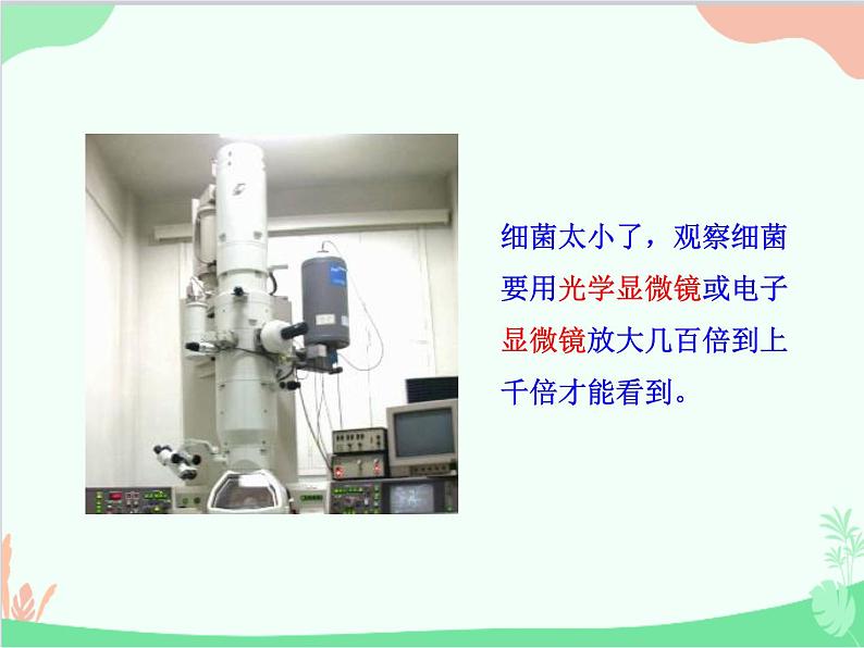 人教版生物八年级上册 5.4.1 细菌和真菌的分布课件第4页