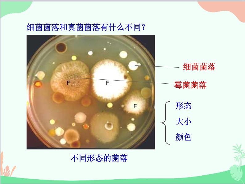 人教版生物八年级上册 5.4.1 细菌和真菌的分布课件第6页