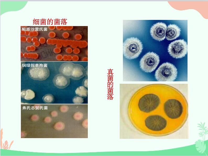 人教版生物八年级上册 5.4.1 细菌和真菌的分布课件第7页