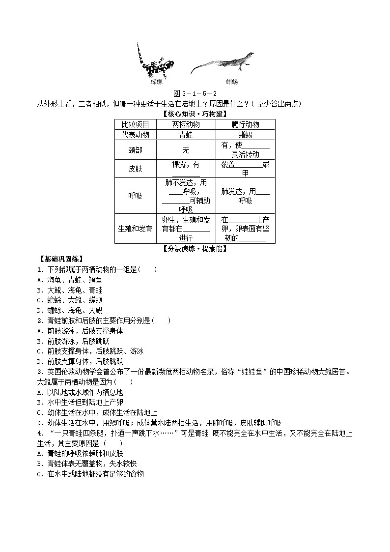 人教版生物八年级上册 第五单元第一章第五节 两栖动物和爬行动物学案03