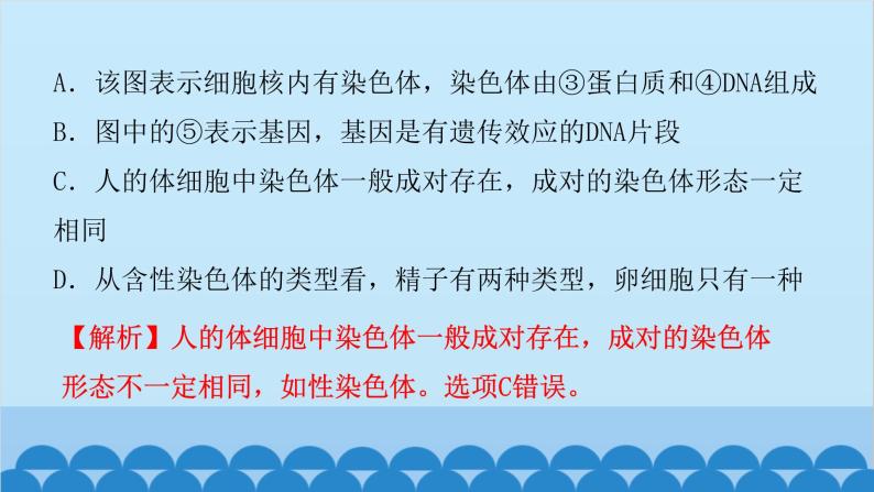 2024年中考生物一轮复习 第七单元第二章 生物的遗传与变异课件04