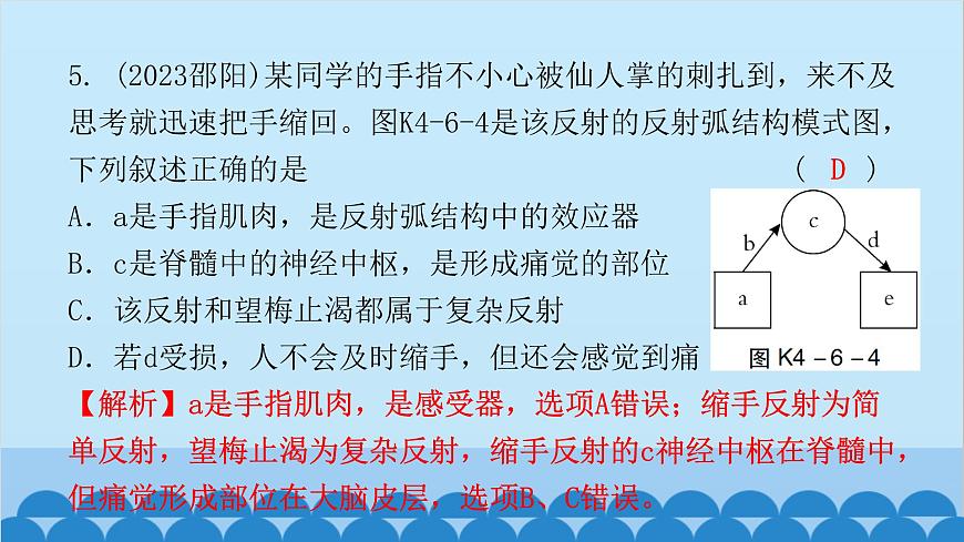 2024年中考生物一輪復習 第四單元第六章 人體生命活動的調(diào)節(jié) 第七章 人類活動對生物圈的影響課件第7頁