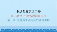 2024年中考生物复习 第二单元 生物体的结构层次课件