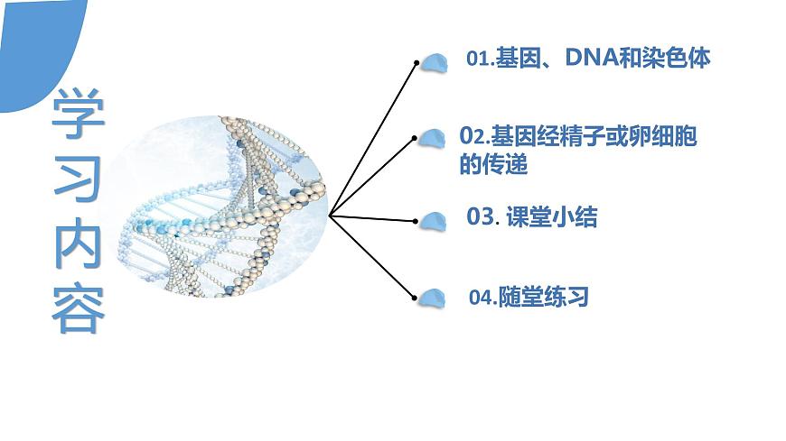 【核心素養(yǎng)】人教版八年級(jí)下冊(cè)7.2.2《基因在親子代之間傳遞》課件第3頁(yè)