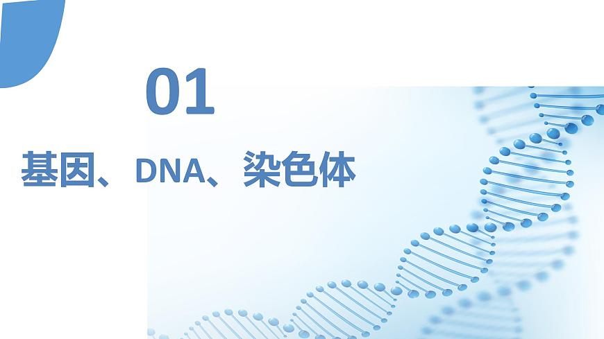 【核心素養(yǎng)】人教版八年級(jí)下冊(cè)7.2.2《基因在親子代之間傳遞》課件第5頁(yè)