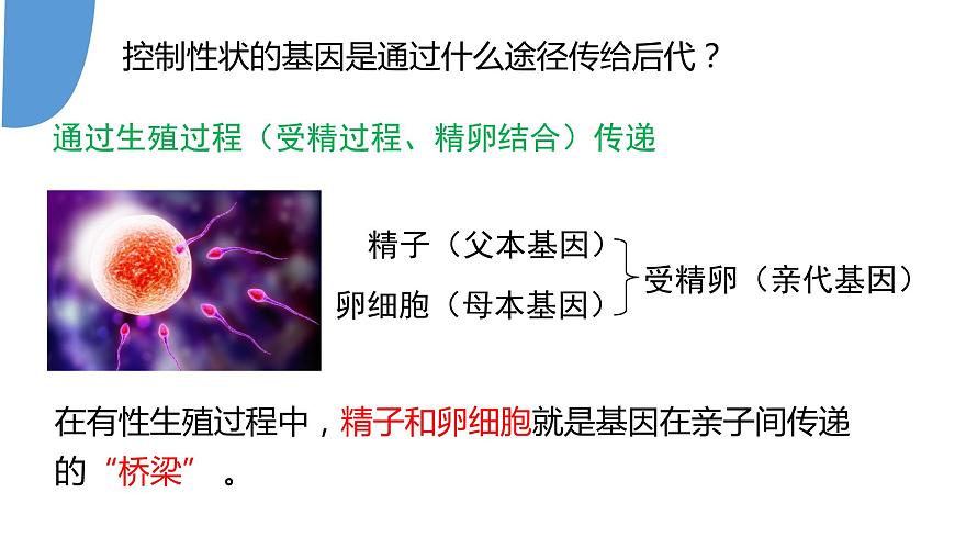 【核心素養(yǎng)】人教版八年級(jí)下冊(cè)7.2.2《基因在親子代之間傳遞》課件第6頁(yè)