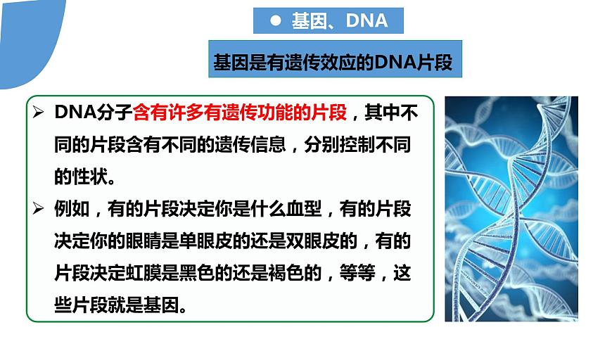 【核心素養(yǎng)】人教版八年級(jí)下冊(cè)7.2.2《基因在親子代之間傳遞》課件第8頁(yè)