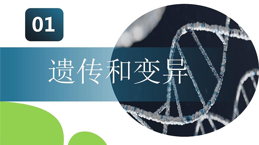 【核心素養(yǎng)】人教版八年級下冊7.2.1《基因控制生物的性狀》課件第4頁