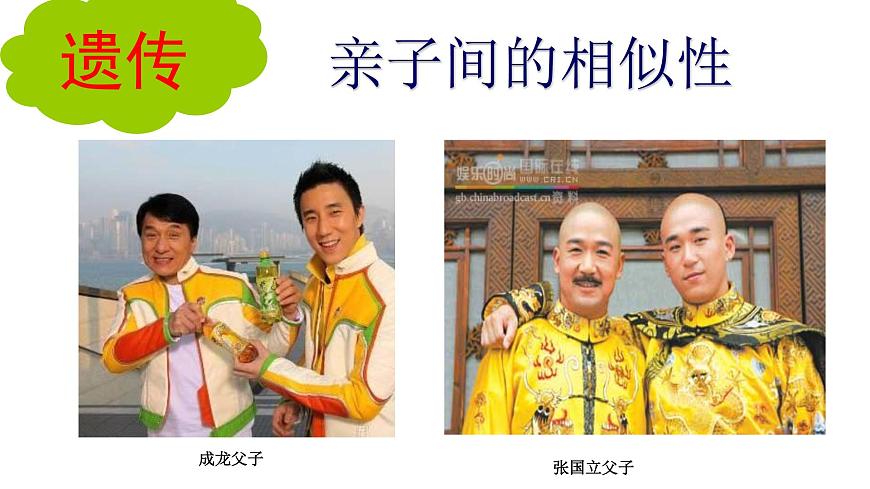【核心素養(yǎng)】人教版八年級下冊7.2.1《基因控制生物的性狀》課件第6頁