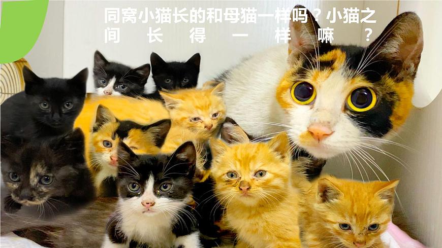 【核心素養(yǎng)】人教版八年級下冊7.2.1《基因控制生物的性狀》課件第7頁