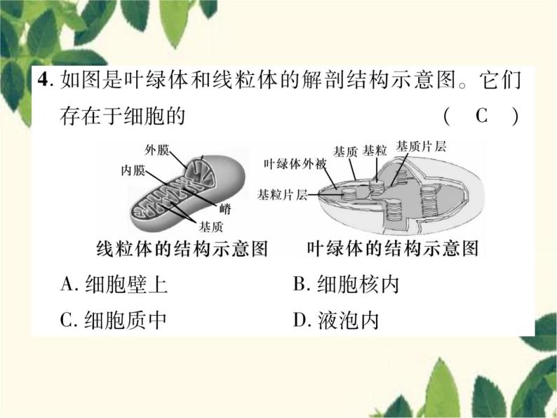 冀少版生物七年级上册 2.1.2 细胞的结构课件08