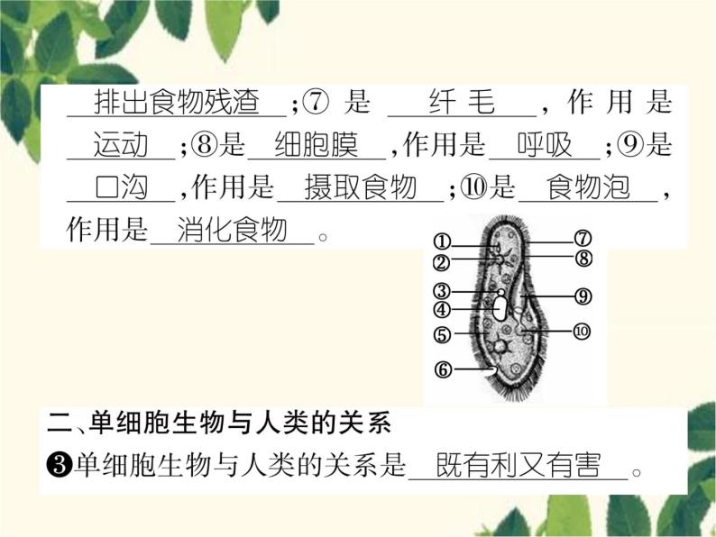 冀少版生物七年级上册 2.4 单细胞生物体课件03