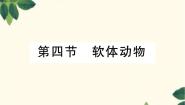 初中第一单元  我们身边的生命世界第四章 多种多样的动物第四节 软体动物说课课件ppt