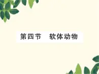 冀少版生物七年级上册 4.4 软体动物课件