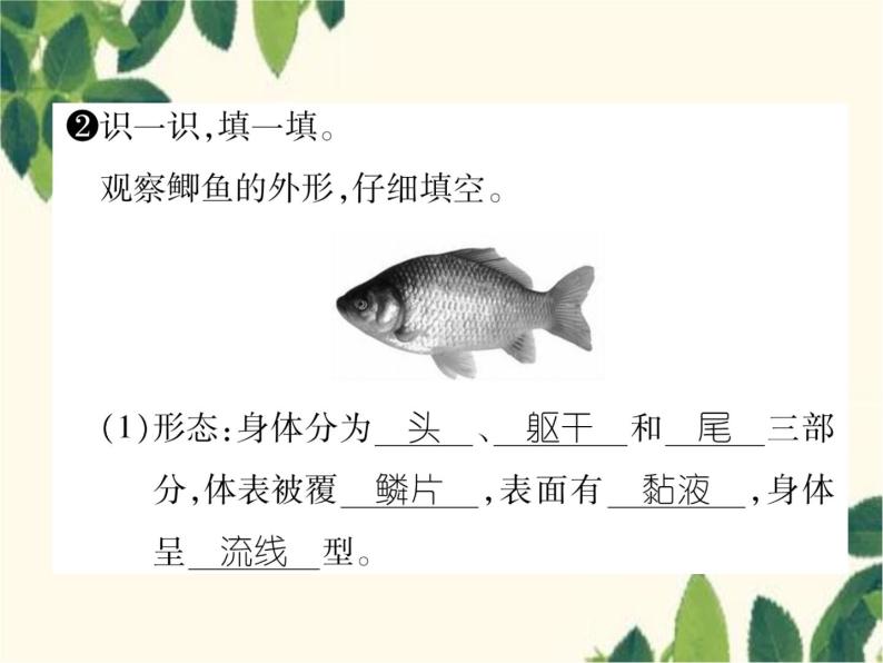 冀少版生物七年级上册 4.6 鱼类课件04