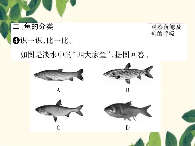 冀少版生物七年级上册 4.6 鱼类课件08